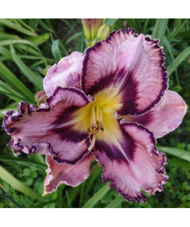 Daylily "Romantic Breeze" 2L