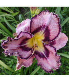 Daylily "Romantic Breeze" 2L