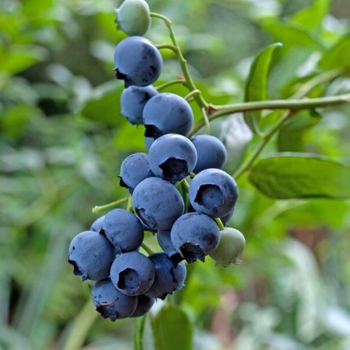 Highbush Blueberry 'Brigitta' P9/C1