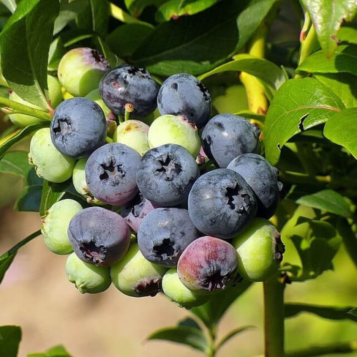 Highbush Blueberry ‘Bonifacy' P9/C1