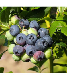 Highbush Blueberry ‘Bonifacy' P9/C1