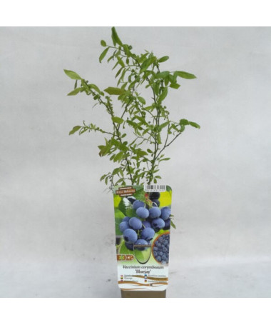 American Blueberry 'Bluejay' P9/C1