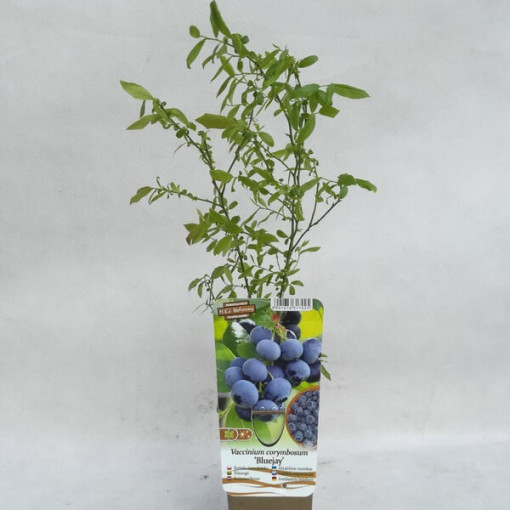 American Blueberry 'Bluejay' P9/C1