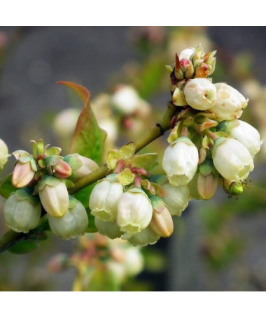 American Blueberry 'Bluegold' P9/C1