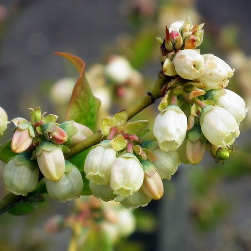 American Blueberry 'Bluegold' P9/C1