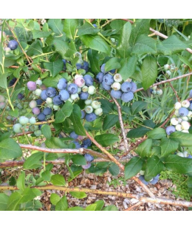 Highbush Blueberry 'Bluecrop' P9/C1