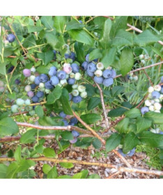 Highbush Blueberry 'Bluecrop' P9/C1