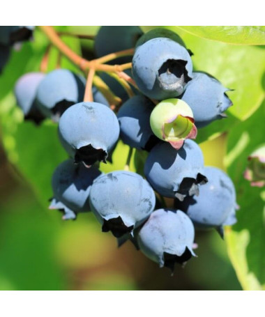 Highbush Blueberry 'Bluecrop' P9/C1