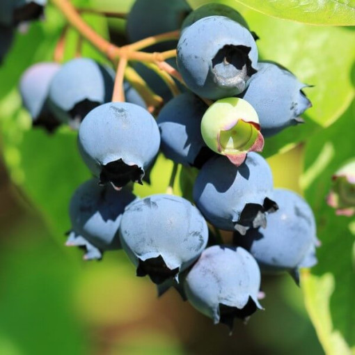 Highbush Blueberry 'Bluecrop' P9/C1