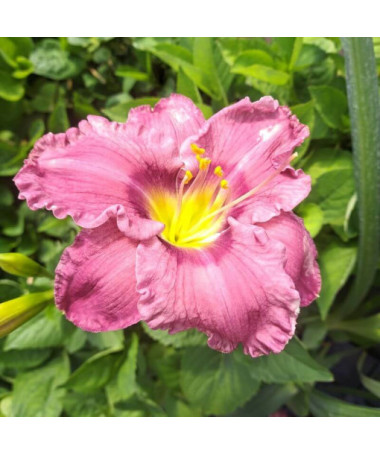 Daylily "Romantic Breeze" 2L
