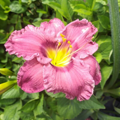Daylily "Romantic Breeze" 2L