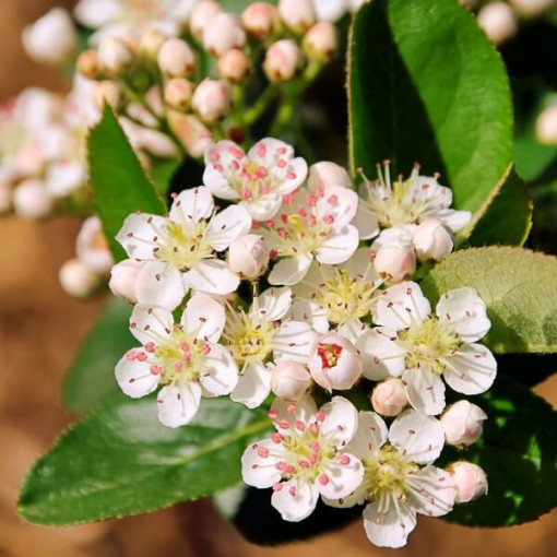 Black Chokeberry P9/C1