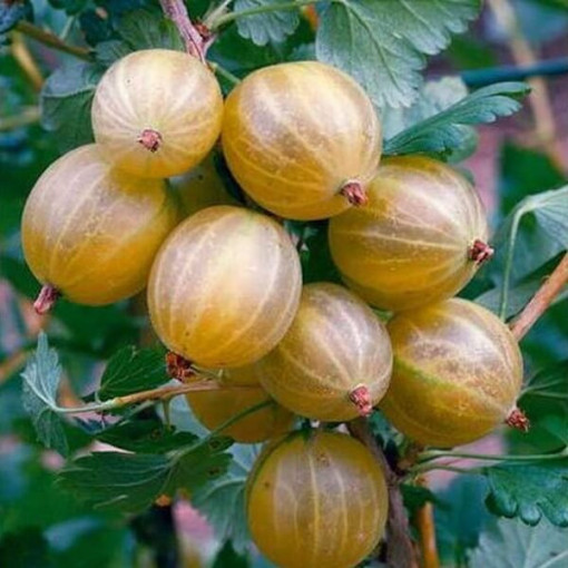 Yellow gooseberry ‘Hinnonmaki Gelb' P9/C1