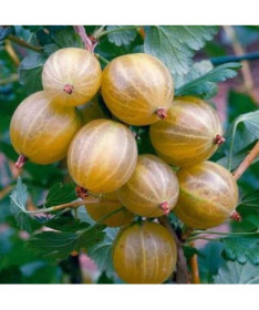 Yellow gooseberry ‘Hinnonmaki Gelb' P9/C1