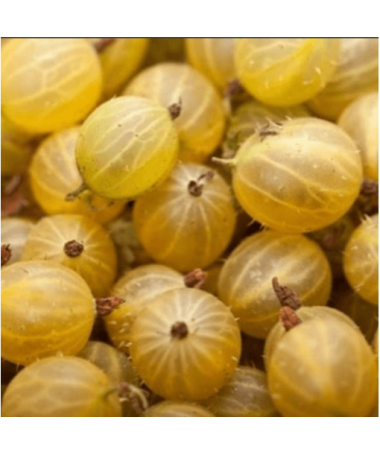 Yellow gooseberry ‘Hinnonmaki Gelb' P9/C1