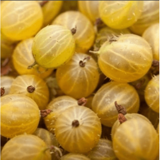 Yellow gooseberry ‘Hinnonmaki Gelb' P9/C1