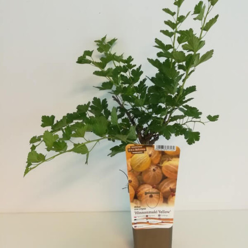 Yellow gooseberry ‘Hinnonmaki Gelb' P9/C1