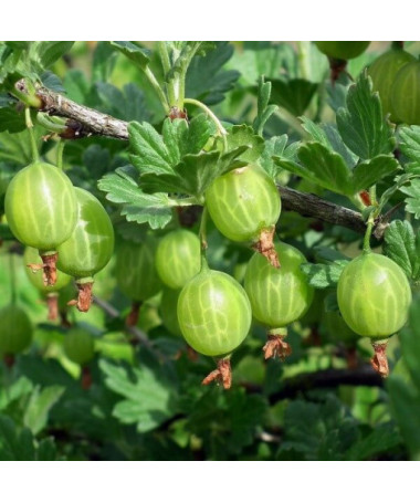 Green Gooseberry 'Hinnonmaki Green' P9/C1