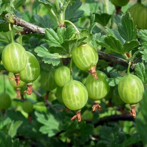 Green Gooseberry 'Hinnonmaki Green' P9/C1