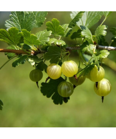 Green Gooseberry 'Hinnonmaki Green' P9/C1