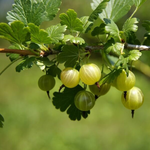 Green Gooseberry 'Hinnonmaki Green' P9/C1