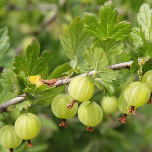 Green Gooseberry 'Hinnonmaki Green' P9/C1