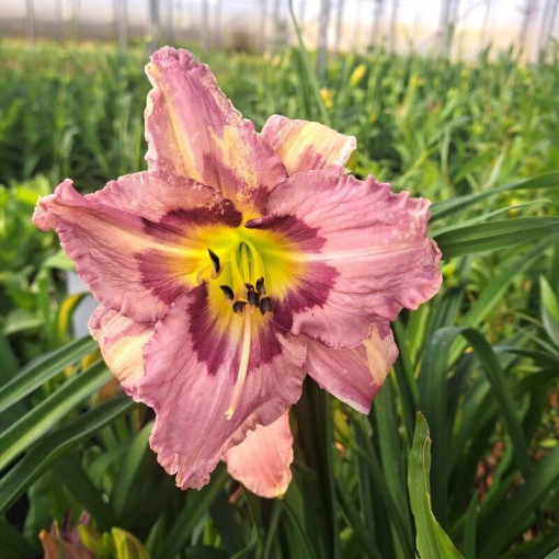 Daylily "Romantic Breeze" 2L