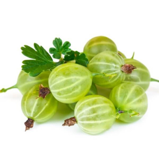 Green Gooseberry 'Hinnonmaki Green' P9/C1