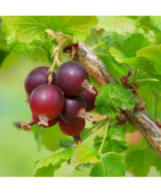 Red Gooseberry 'Hinnonmaki Red' P9/C1