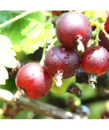 Red Gooseberry 'Hinnonmaki Red' P9/C1