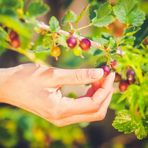 Red Gooseberry 'Hinnonmaki Red' P9/C1