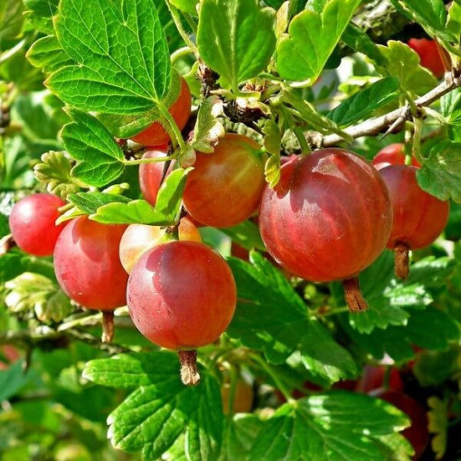 Red Gooseberry 'Hinnonmaki Red' P9/C1