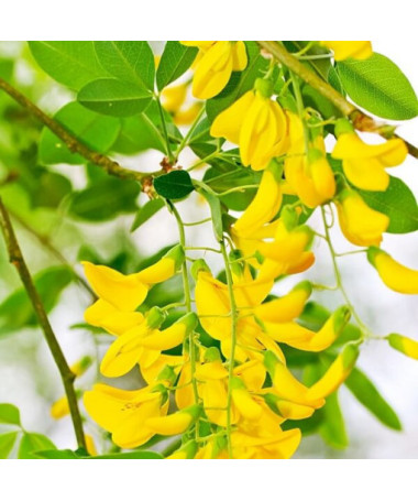Golden Chain Tree (Laburnum anagyroides) P9/C1