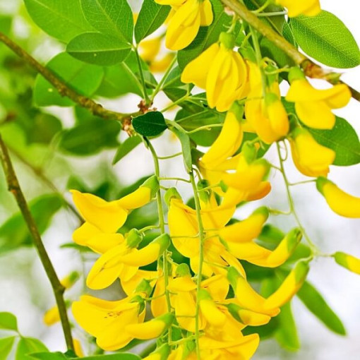 Golden Chain Tree (Laburnum anagyroides) P9/C1