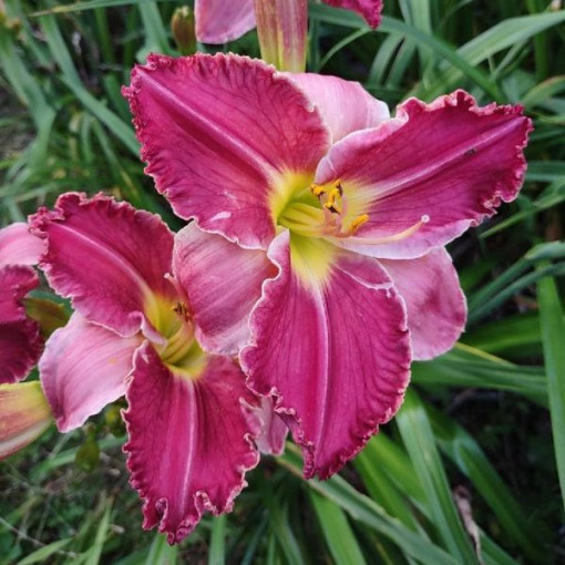Daylily "Romantic Breeze" 2L