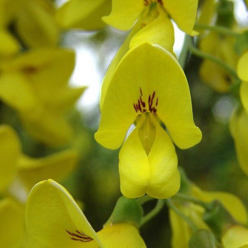 Golden Chain Tree (Laburnum anagyroides) P9/C1
