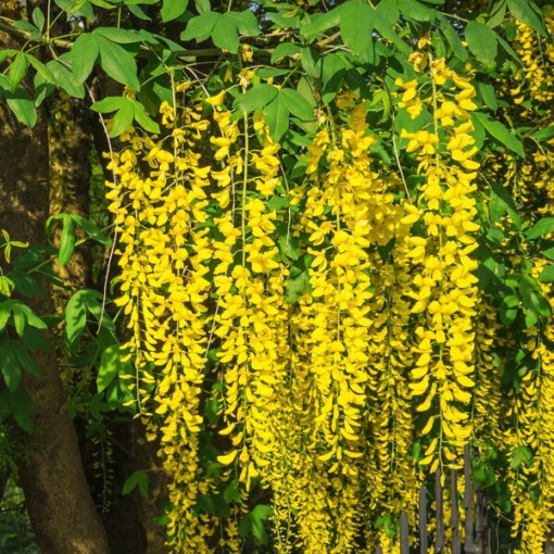 Golden Chain Tree (Laburnum anagyroides) P9/C1