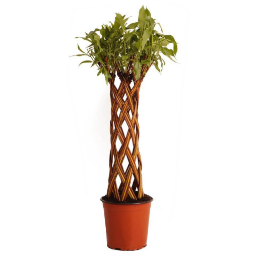 Dark Basket Willow (Salix alba x purpurea)