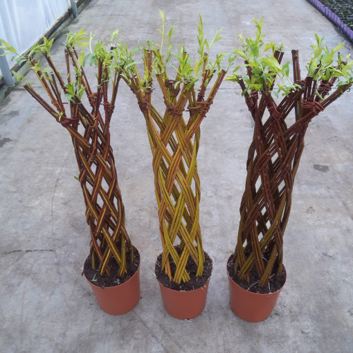 Dark Basket Willow (Salix alba x purpurea)