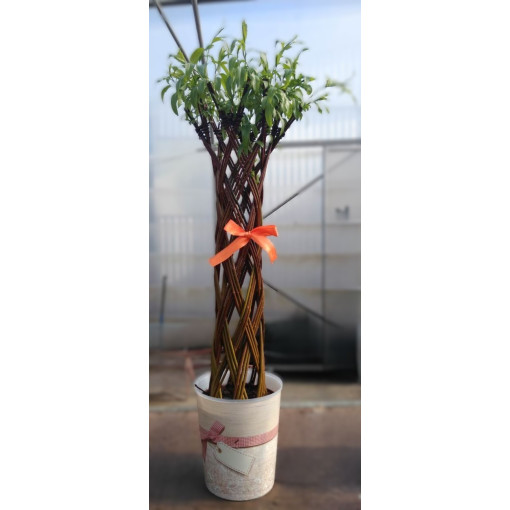 Dark Basket Willow (Salix alba x purpurea)