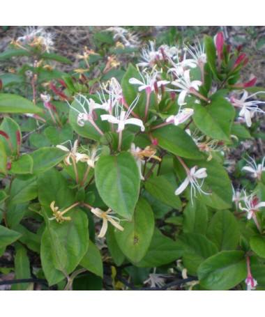 Japanese Honeysuckle Purpurea fragrant climbing plant, 4L