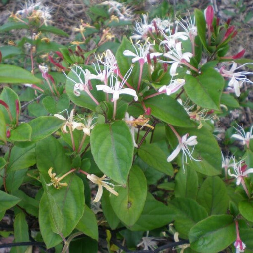 Japanese Honeysuckle Purpurea fragrant climbing plant, 4L