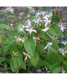 Japanese Honeysuckle Purpurea fragrant climbing plant, 4L