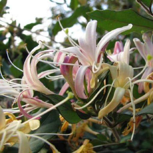 Japanese Honeysuckle Purpurea fragrant climbing plant, 4L
