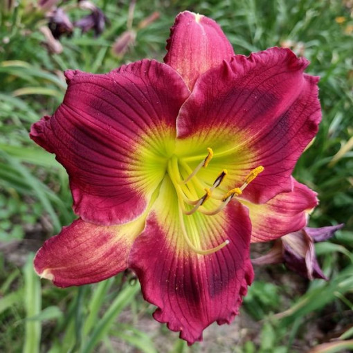 Daylily Red East 2L