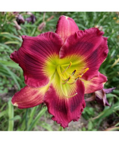 Daylily Red East 2L