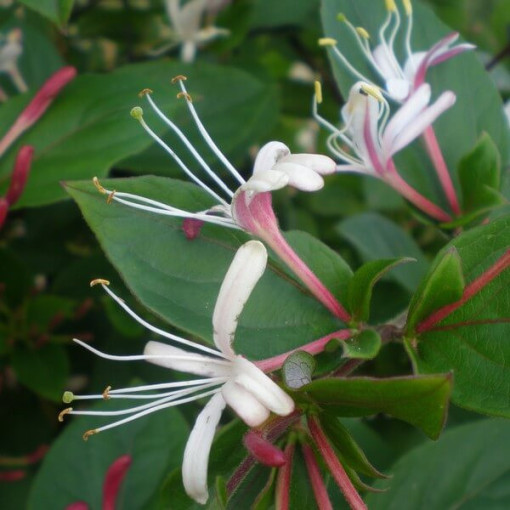 Japanese Honeysuckle Purpurea fragrant climbing plant, 4L