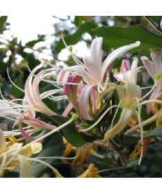 Japanese Honeysuckle Purpurea fragrant climbing plant, 2L