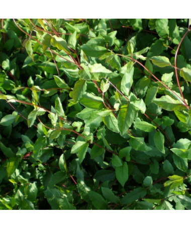 Japanese Honeysuckle Purpurea fragrant climbing plant, 2L