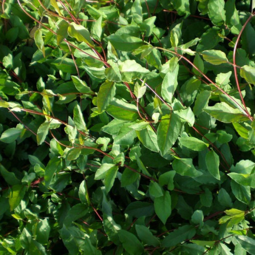 Japanese Honeysuckle Purpurea fragrant climbing plant, 2L